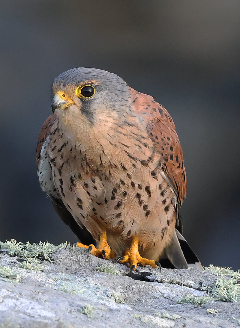 Kestrel